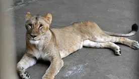 Tres leonas mueren en un zoológico de Tokio durante la ola de calor en Japón