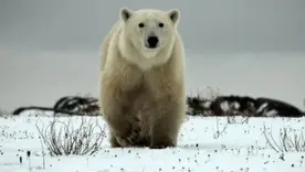 Oso polar Noruega