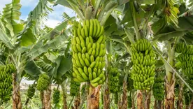 Cultivos de plátano