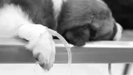 Falso veterinario fue condenado por la muerte de un perro