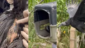 Gallinazo que sufrió quemaduras en Medellín se recuperó y volvió a volar