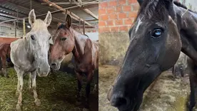 Rescatan seis caballos que iban a ser sacrificados en matadero clandestino
