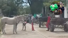 Andrea Padilla logra liberar equinos de rudo trabajo