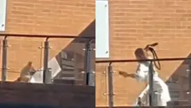 Mujer golpea con correa de cuero a dos perros amarrados