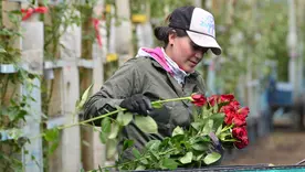 Floricultura colombiana