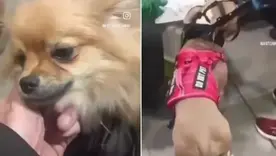 Pareja abandonó dos perros en El Dorado