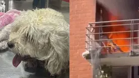 Molly, la perrita que saltó desde un quinto piso para escapar de un incendio en Neiva y sobrevivió