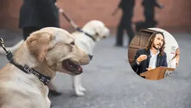 Concejal Julián Sastoque denuncia presunto sobrecosto en la compra de perros adiestrados para cárceles de Bogotá