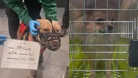 Perros abandonados en El Dorado