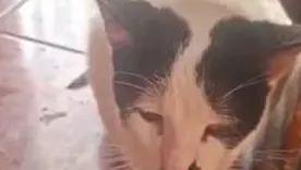 Caso de presunto abuso sexual contra un felino en Puerto Wilches genera consternación; autoridades rescataron 24 animales
