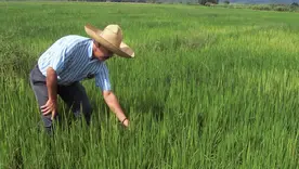 “No siembren arroz, no es rentable”: polémica declaración del ministro de Agricultura