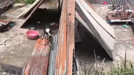 Perrito medellín