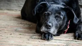 Perrito viejito