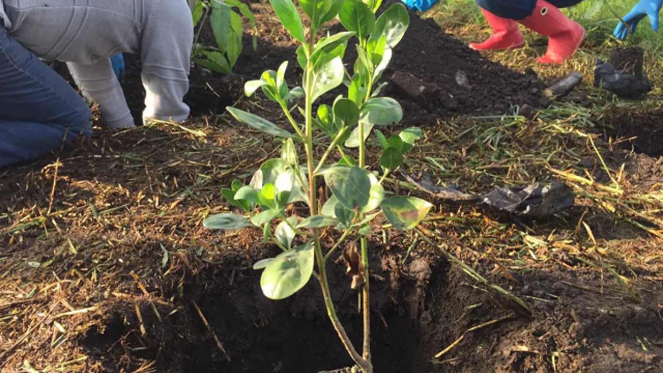 Plantación de árboles en Bogotá
