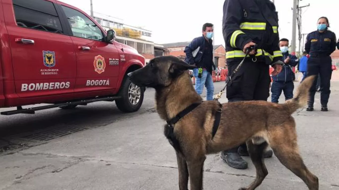 Apareció Gasper el perro rescatista