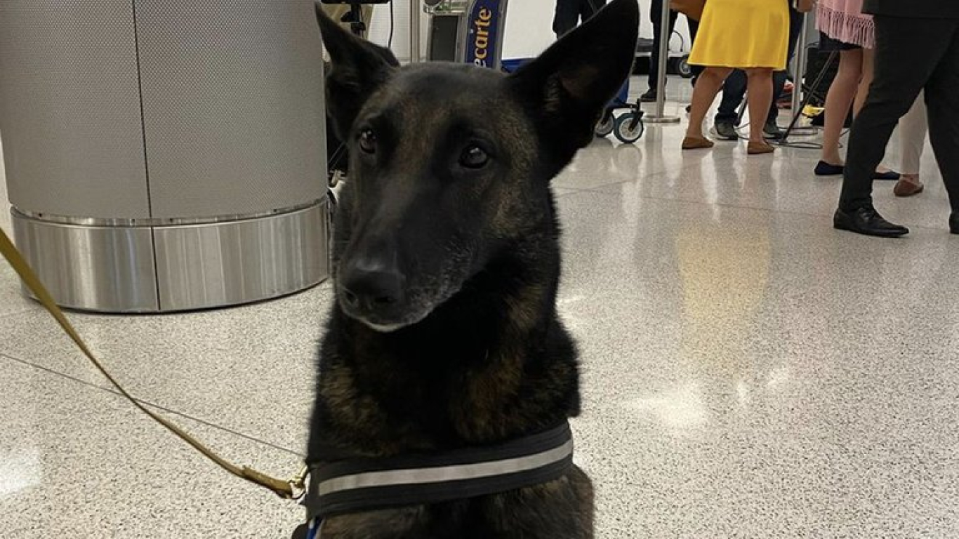 En el aeropuerto de Miami lanzaron programa piloto para que perros detecten el Covid-19