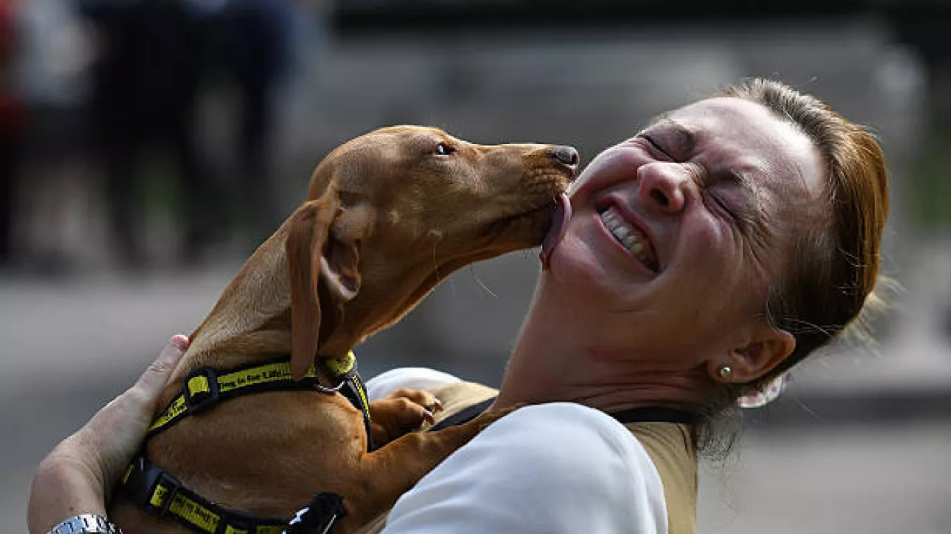 Proyecto de ley por fallecimiento de mascotas