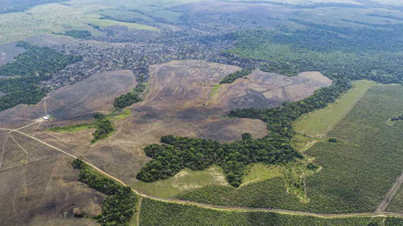 Reducción de deforestación de la Amazonía fue de 34 % frente a 2020