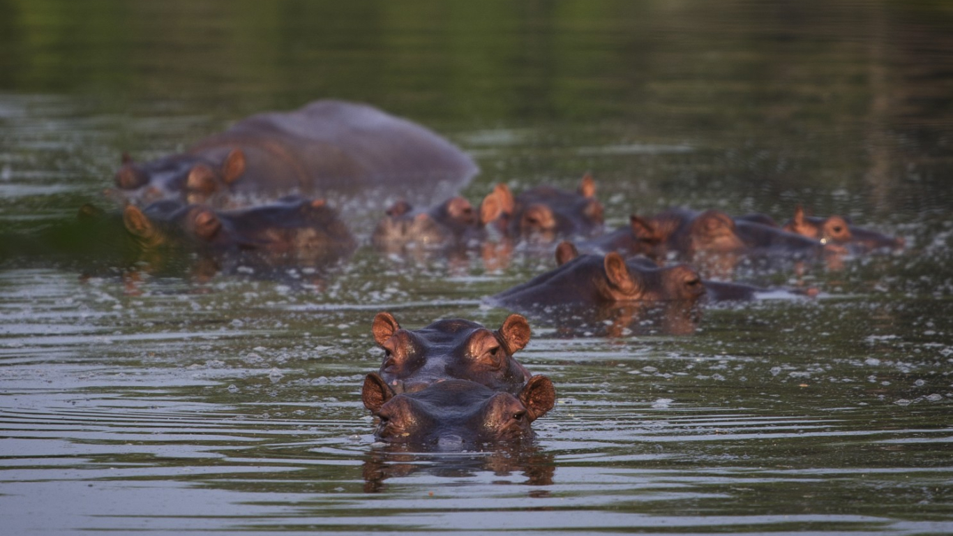 Inicia control reproductivo de hipopótamos de Pablo Escobar