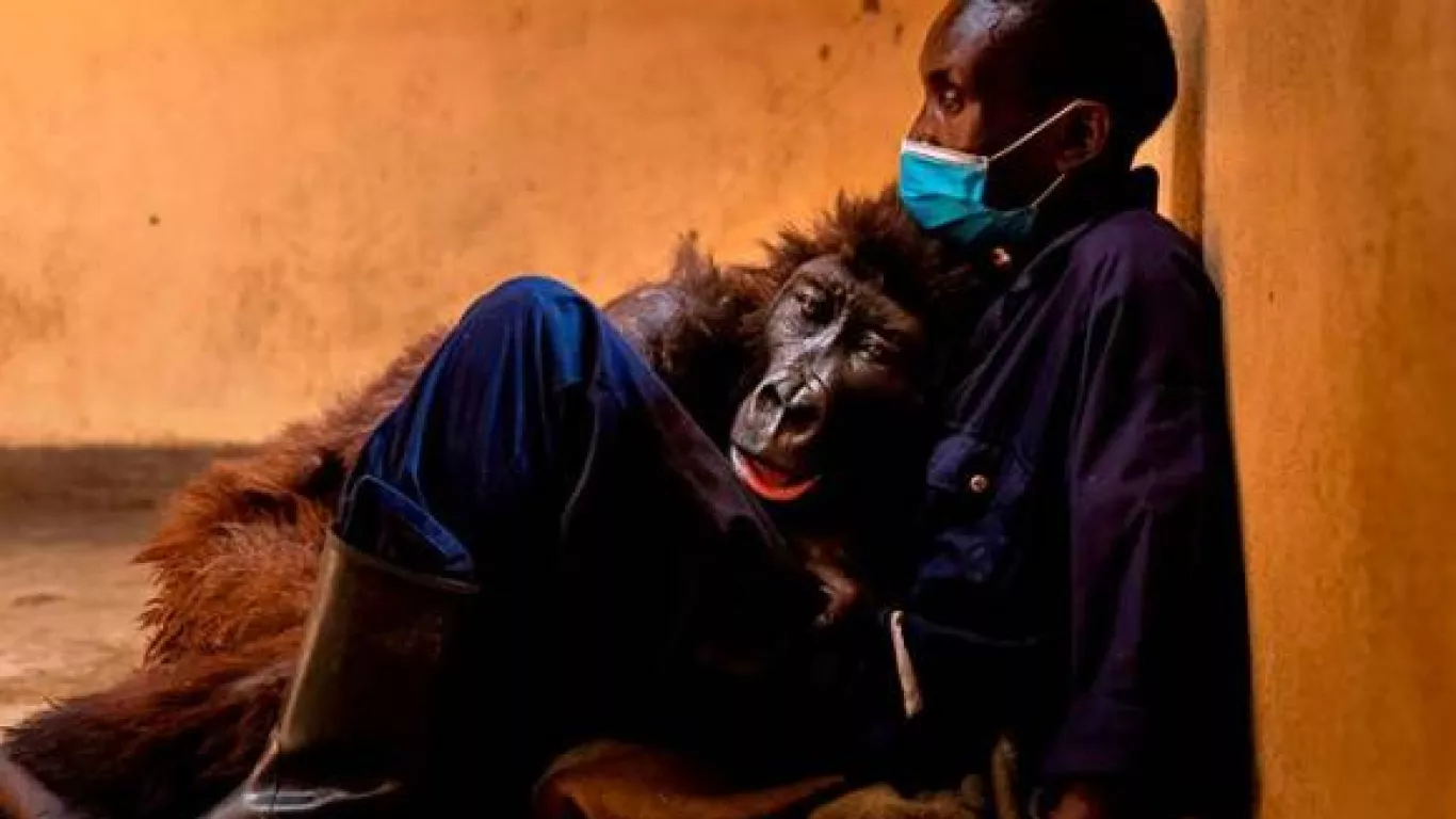 Muere Ndakasi, la gorila más famosa del mundo