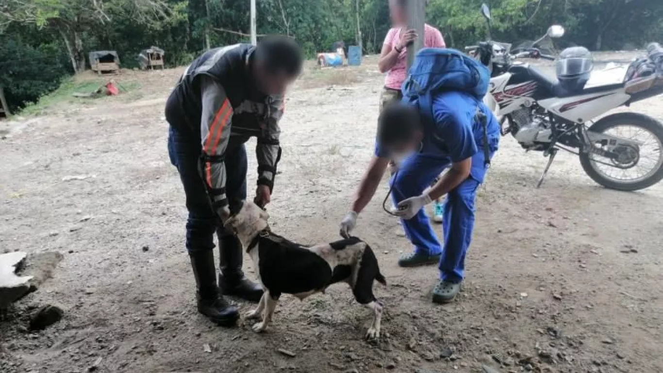 Fiscalía logra importantes acciones judiciales contra maltratadores de animales en el Tolima y Cundinamarca 
