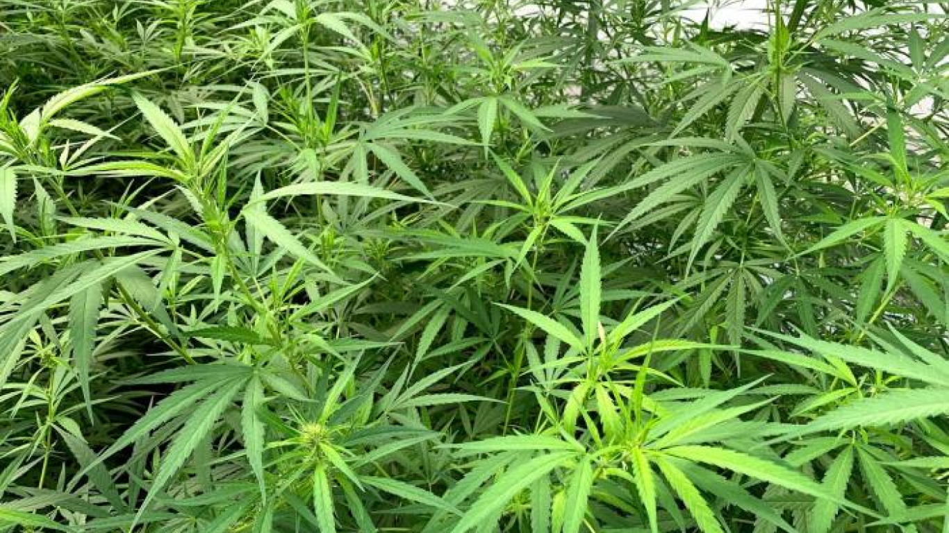 Primera rueda de negocios de cannabis medicinal dejó compras por $US 1 millón 