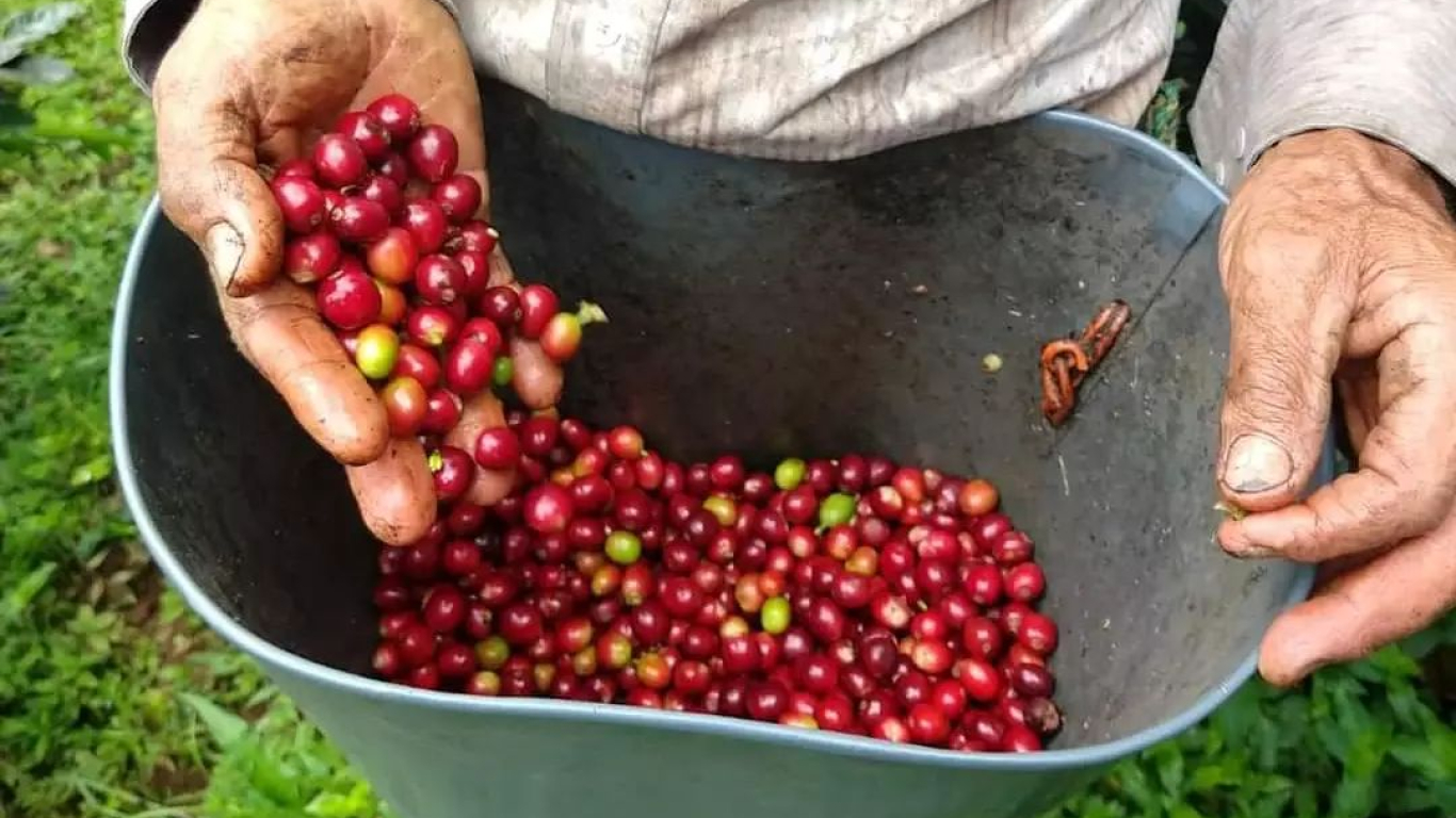 Alerta por incremento de costos de producción de café en 2021