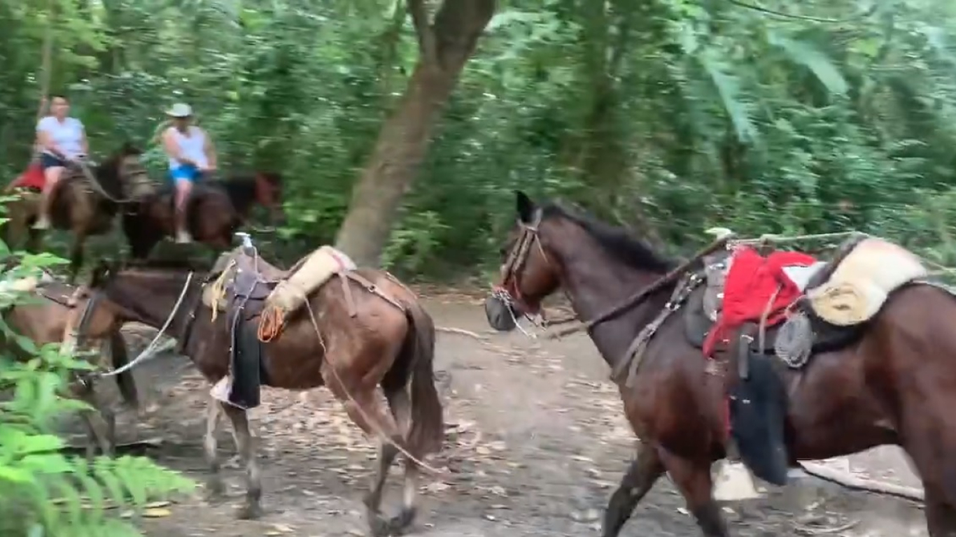 Denuncian mal estado de los caballos usados para turismo en el Parque Tayrona