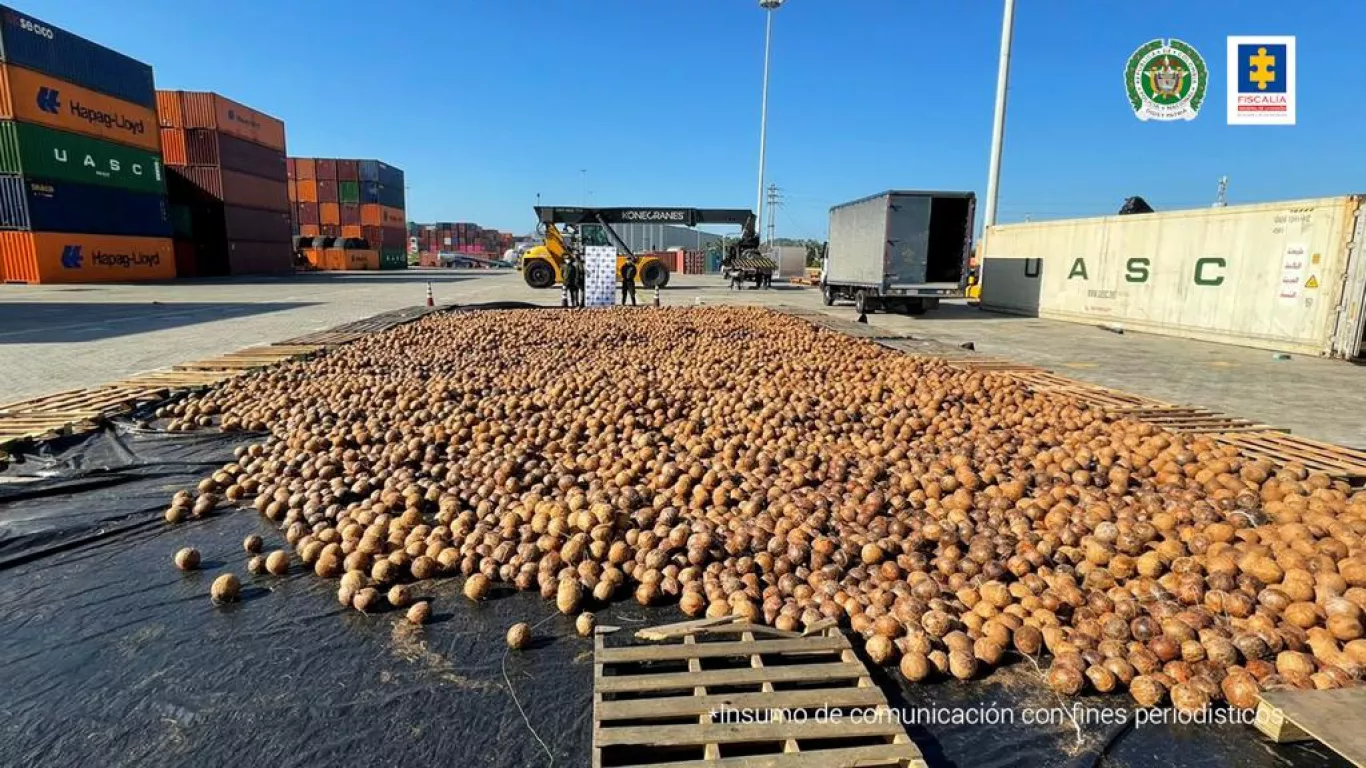 Descubren cerca de 20 mil cocos cargados con cocaína líquida