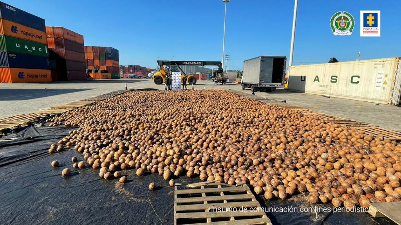 Descubren cerca de 20 mil cocos cargados con cocaína líquida