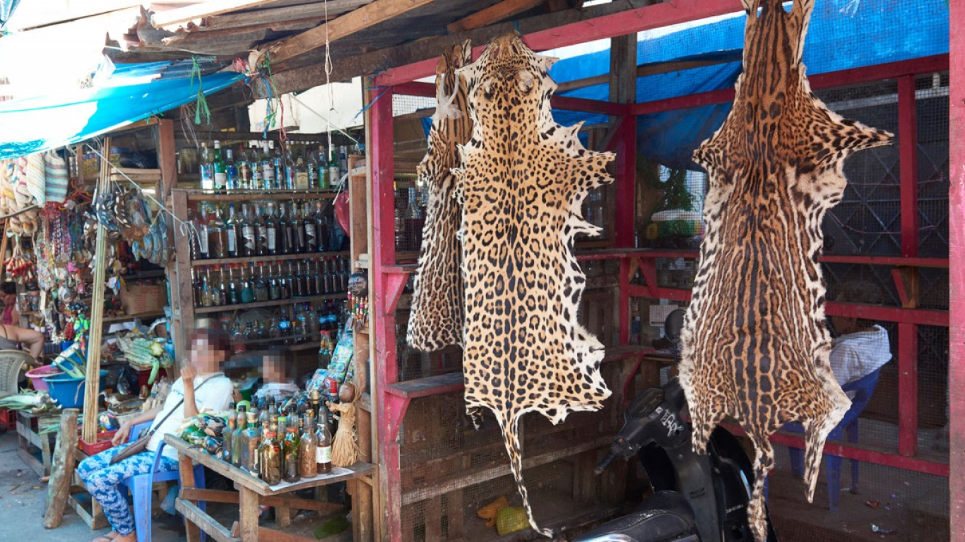 Reinicia El Comercio De Vida Silvestre En Per Agenciapi co