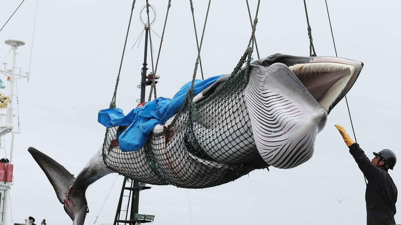 Termina la caza de ballenas en Islandia