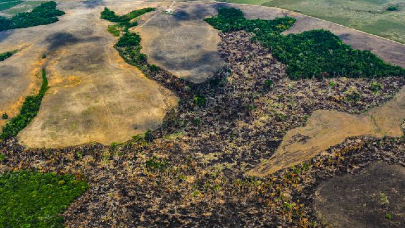 Logran primera imputación por el delito de deforestación