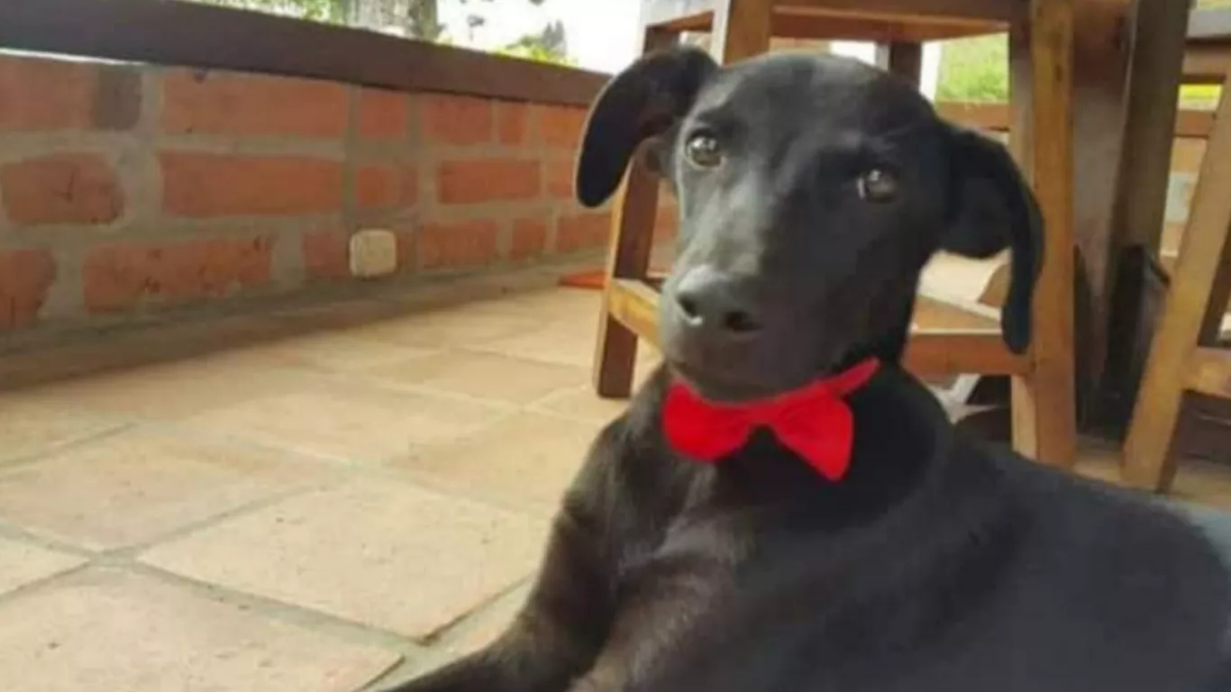 Docente habría golpeado hasta la muerte a un perro en Antioquia