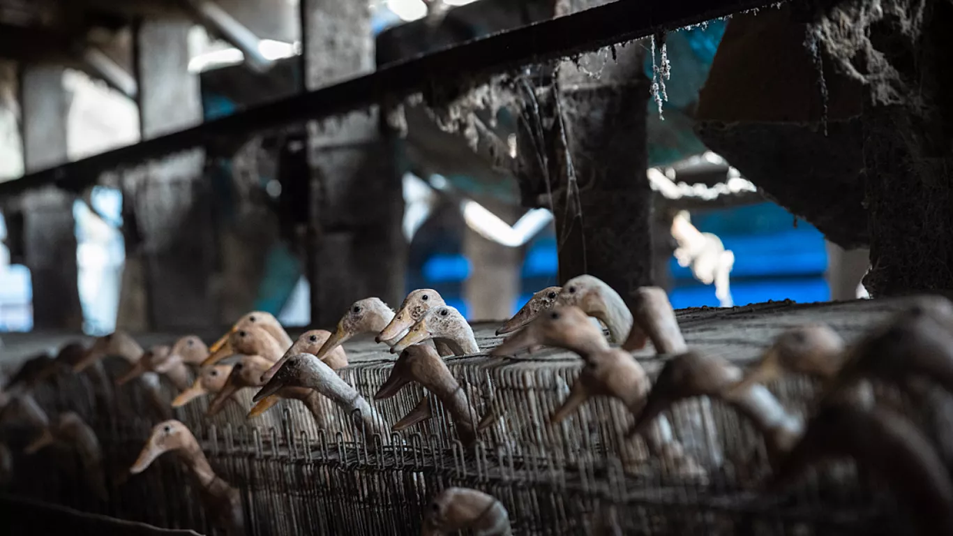 Por primera vez prohíben jaulas de batería en granjas de patos