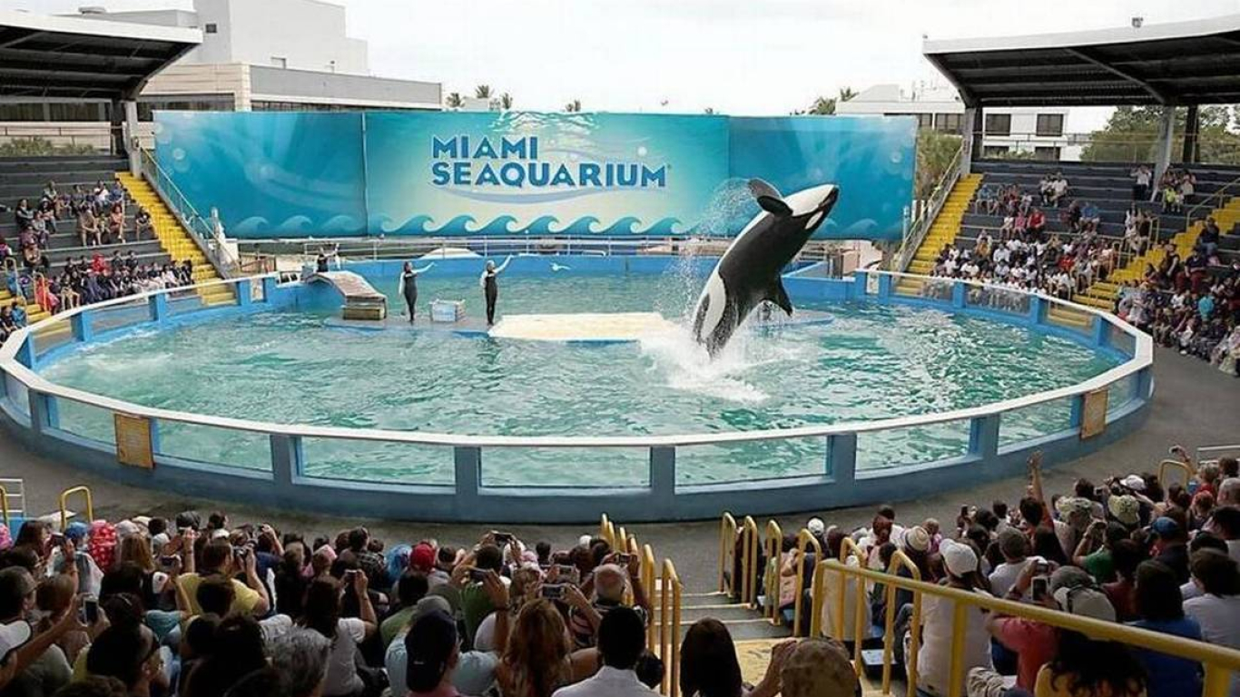 Lolita, la orca que será liberada tras 50 años de encierro en el Miami Seaquarium