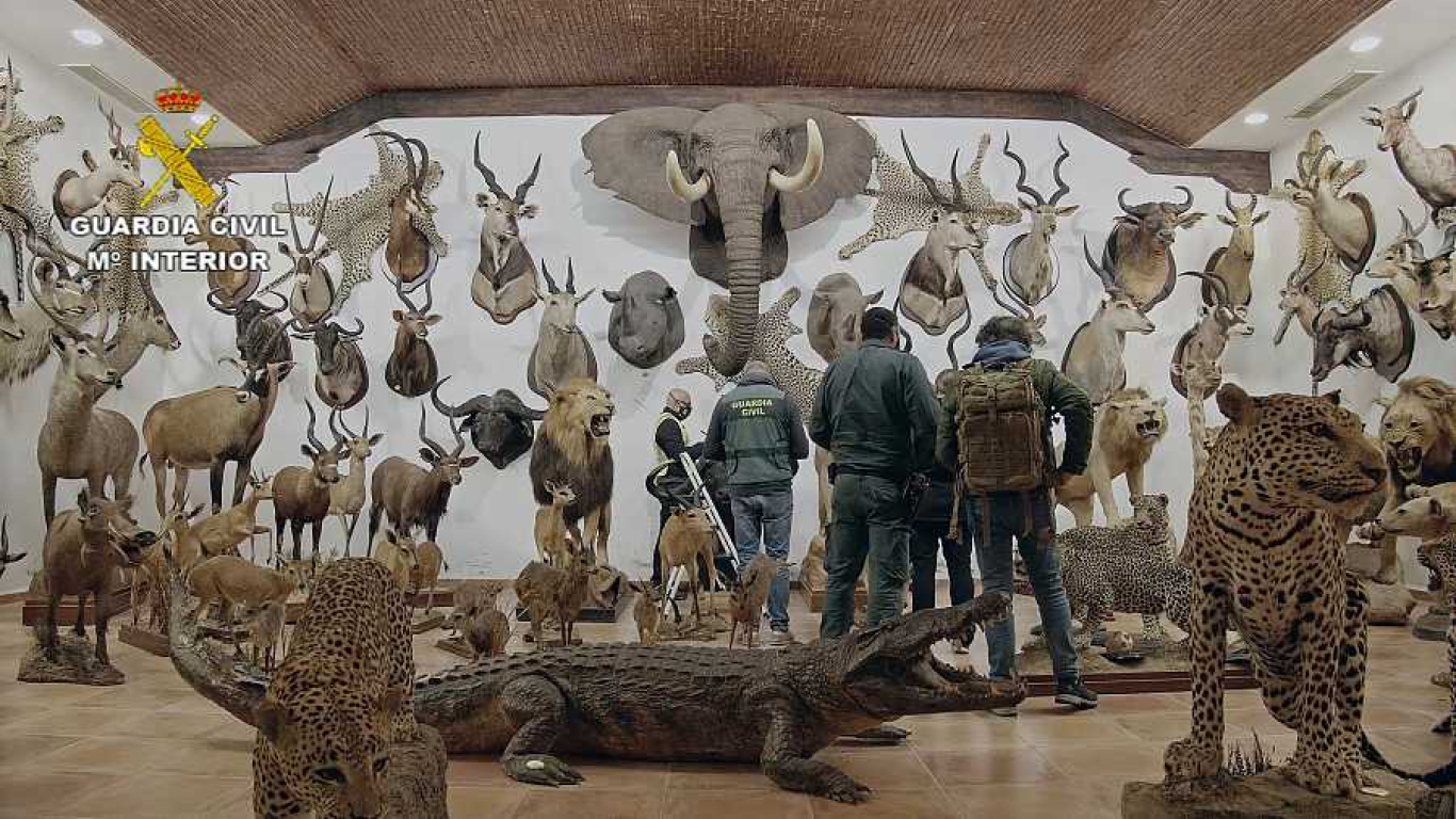 Animales disecados España