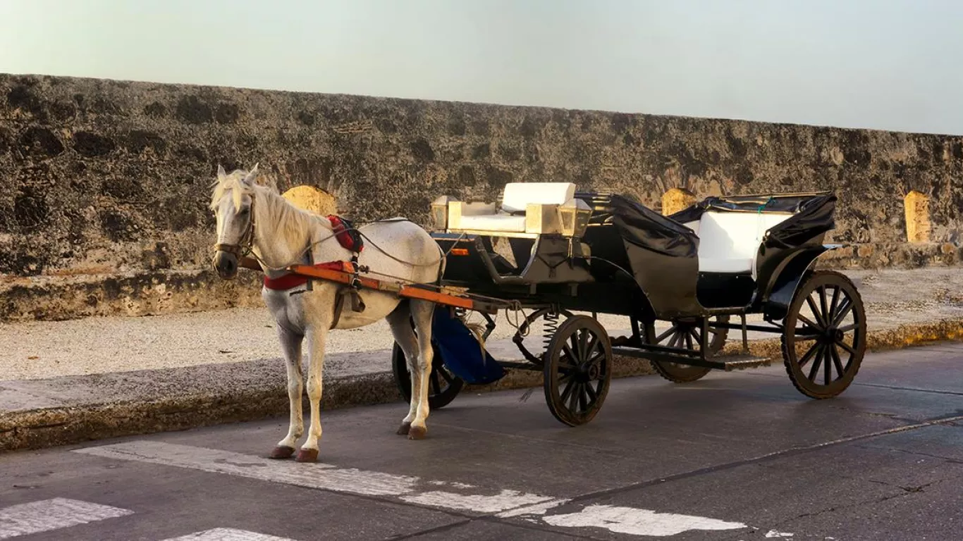 Solicitan plan integral para la protección de caballos cocheros en Cartagena