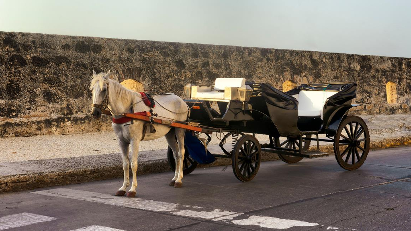 Solicitan plan integral para la protección de caballos cocheros en Cartagena