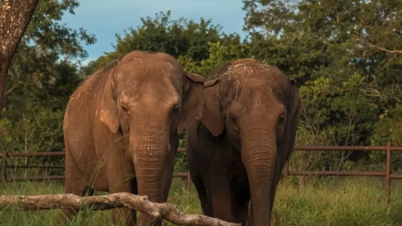 Tras cinco días de viaje, las elefantes Pocha y Guillermina llegan a la libertad