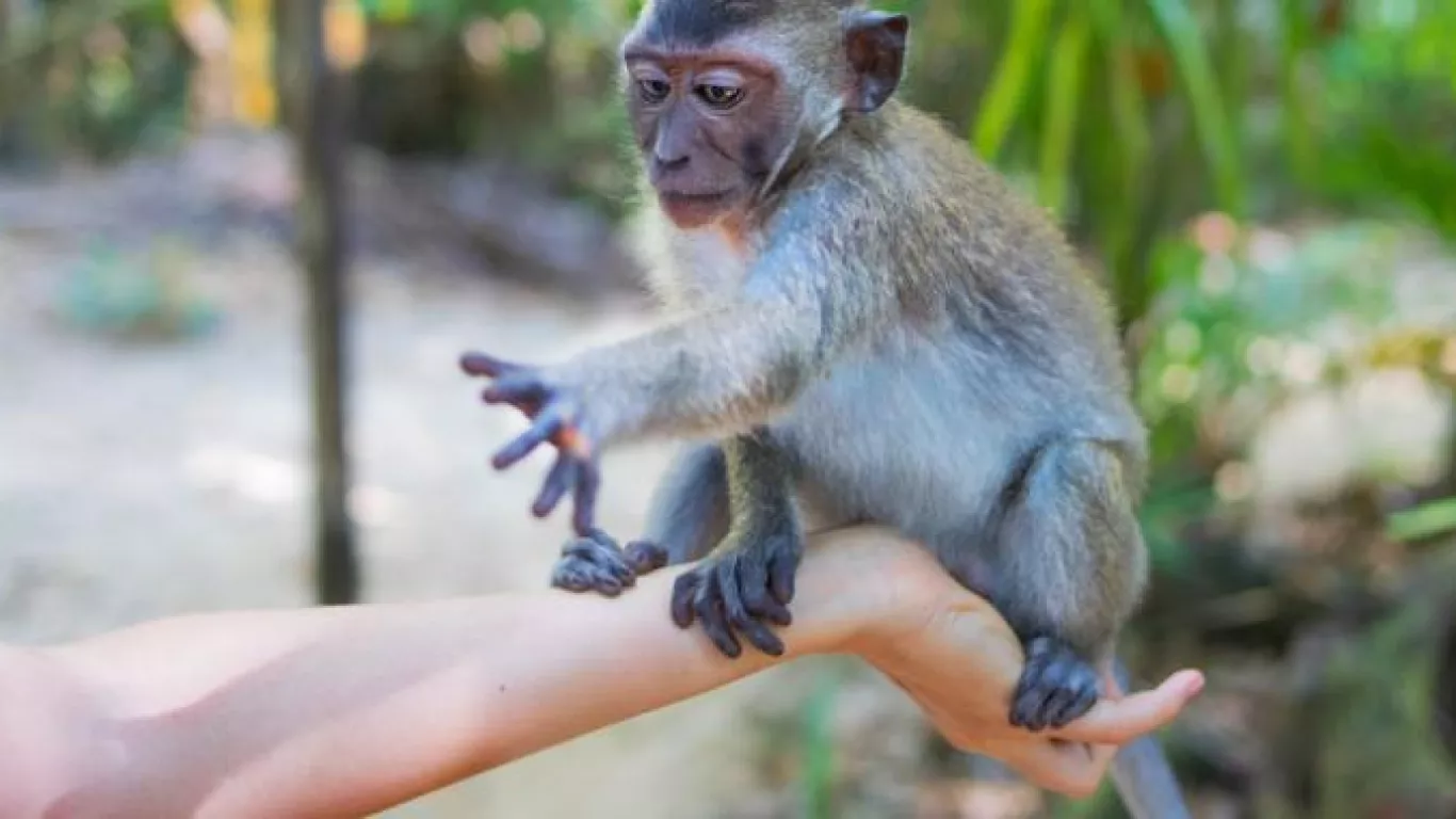 Viruela del mono casos 