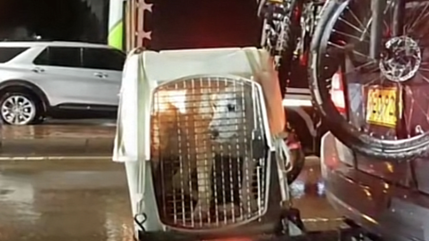 Perro huacal aguacero