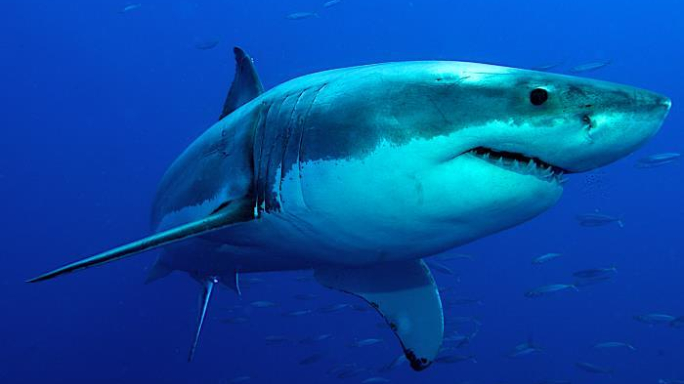Rechazan pesca ilegal de un tiburón en La Guajira