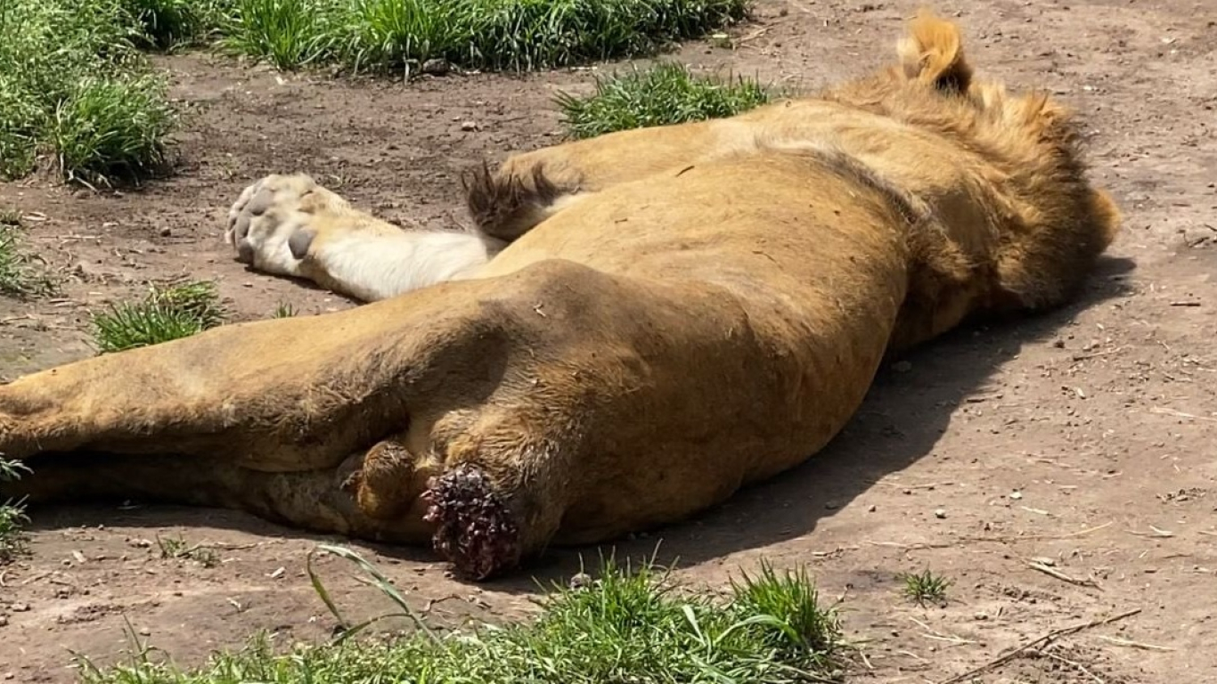 Denuncia por el deplorable estado de animales en zoológico