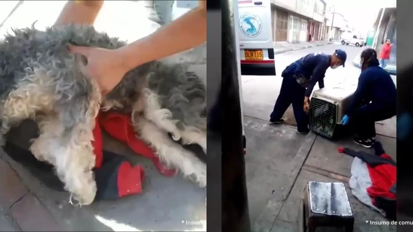 Fiscalía judicializó a una mujer que abandonó en la calle a su perro 