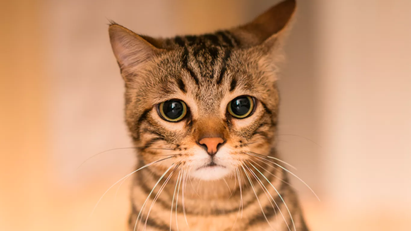 Gatico