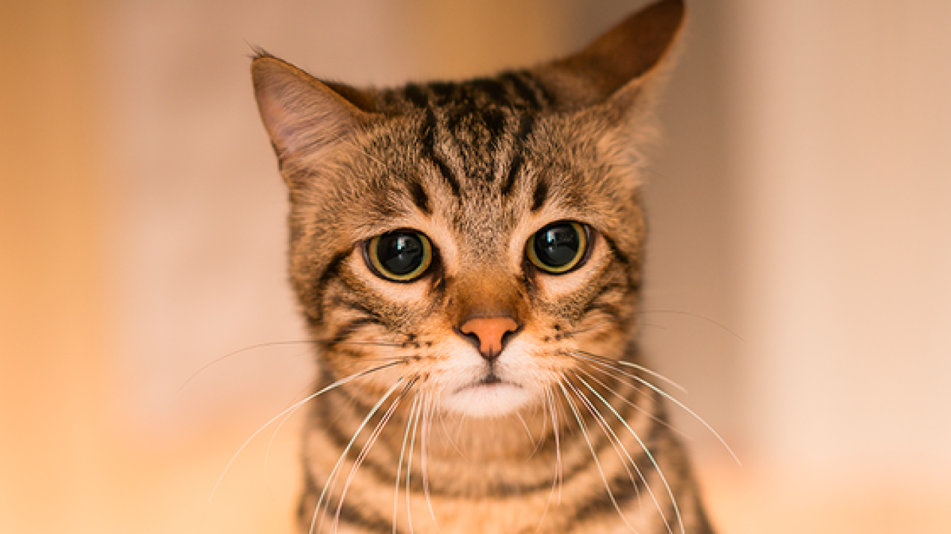 Gatico
