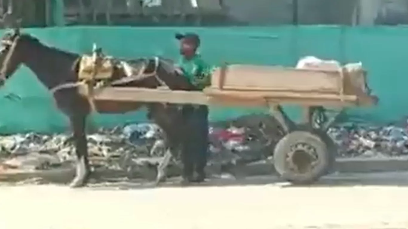 CABALLO EN CARTAGENA