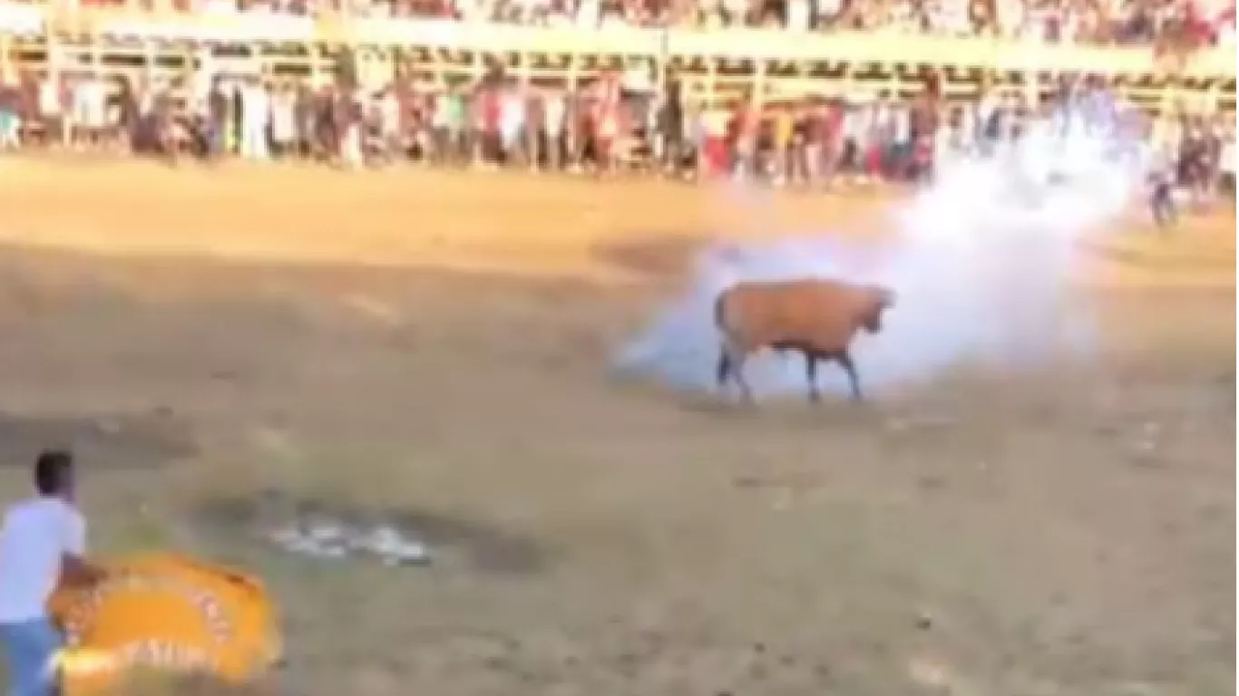 Toros fueron atacados con pólvora en corralejas de Necoclí, Antioquia 