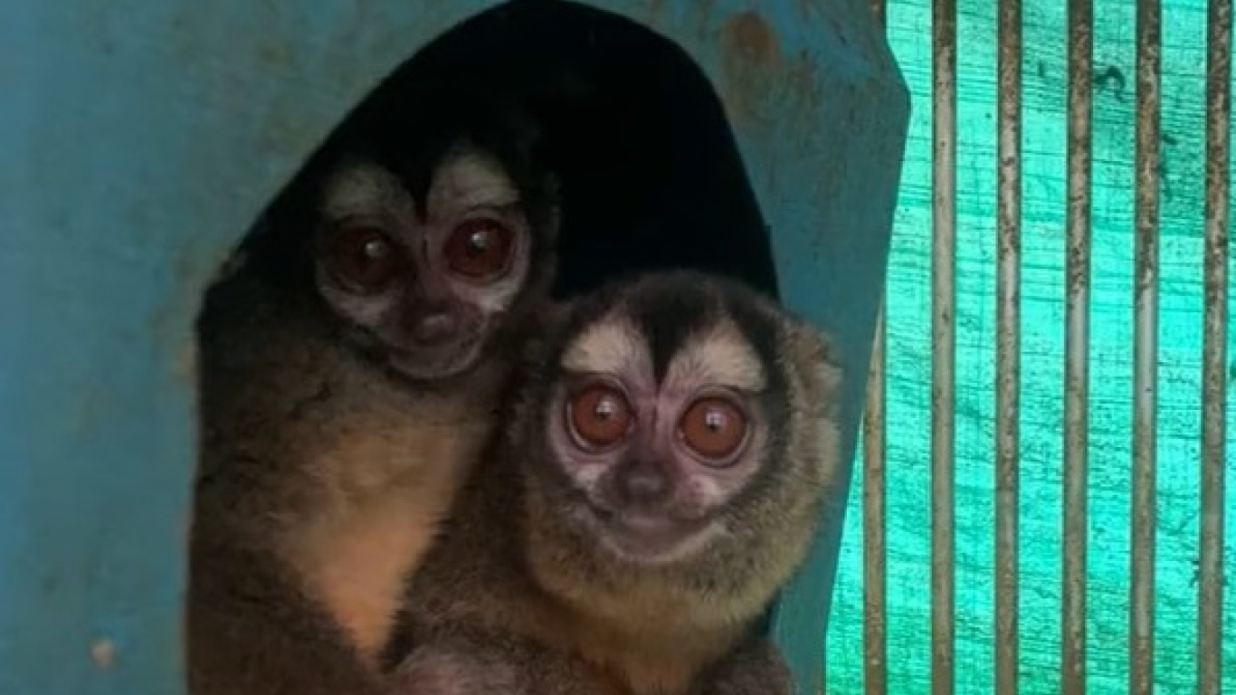 MONOS ARDILLA